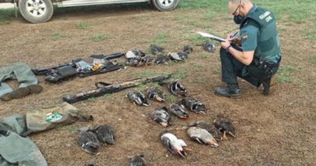 Tres investigados por cazar patos en Los Palacios (Sevilla) tras intervenirse armas y 24 ánades muertas